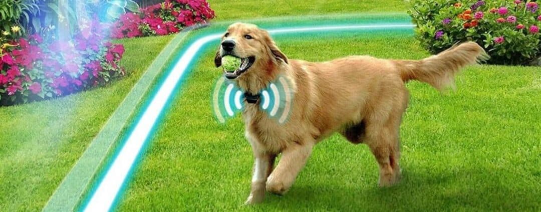 Graphic for domestic dog fence product.